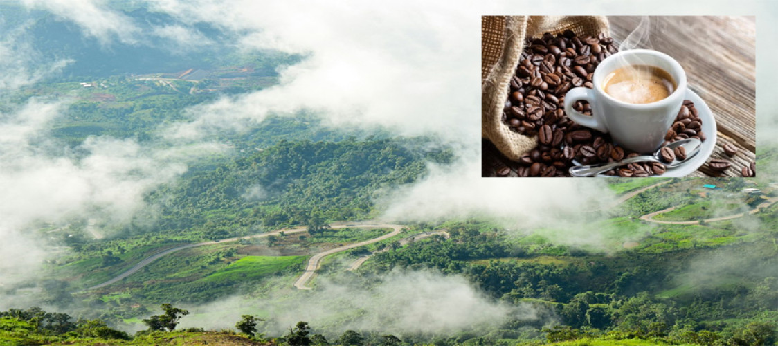 The 'Forest 500' report looks at the coffee industry's deforestation commitments